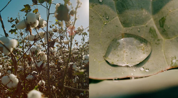 Men's Regenerative Cotton