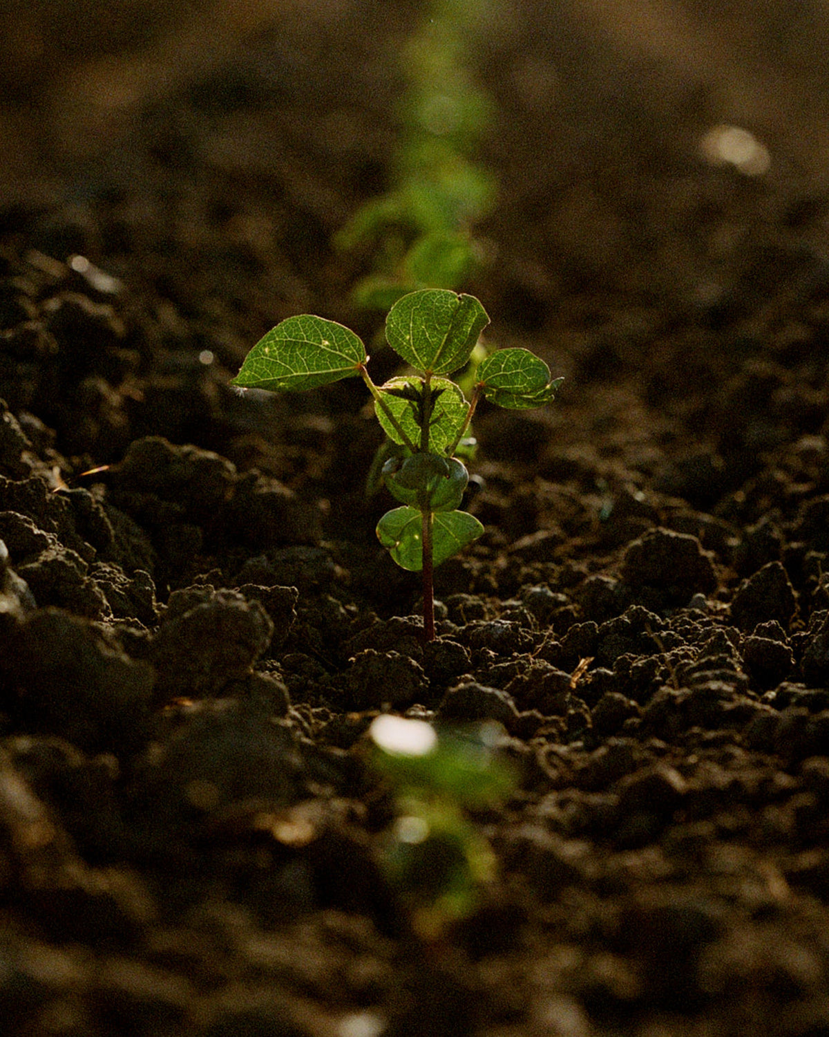 Regenerative Cotton 
