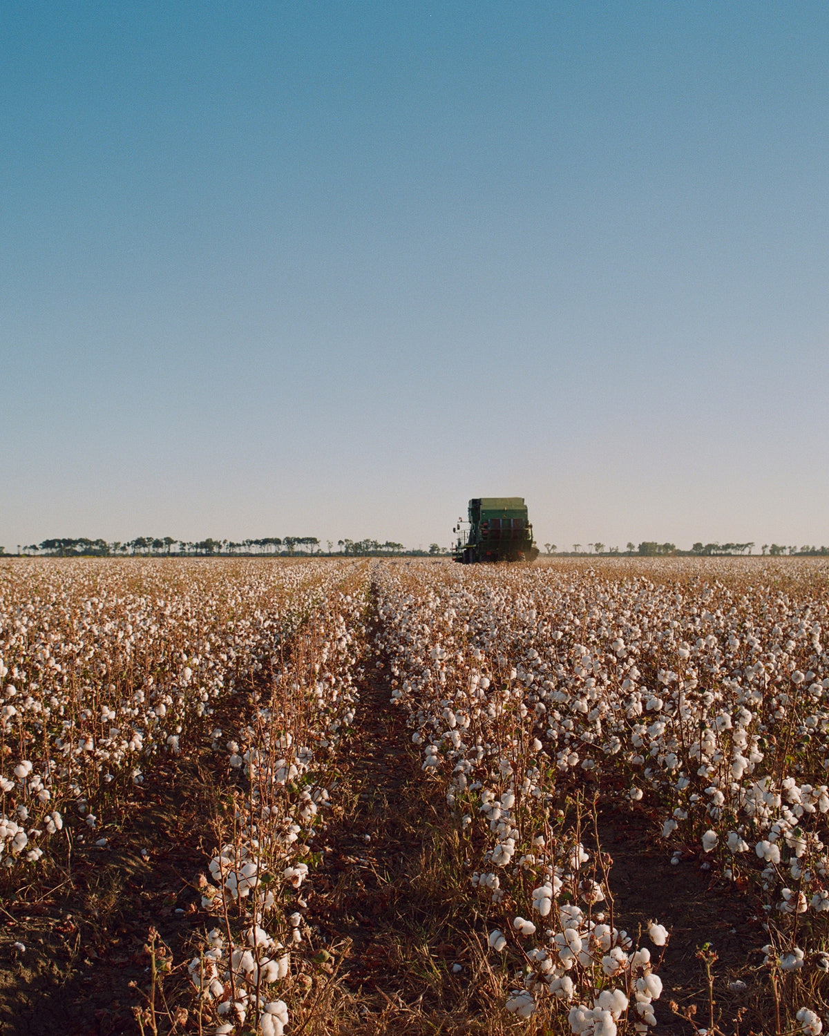 Regenerative Cotton 