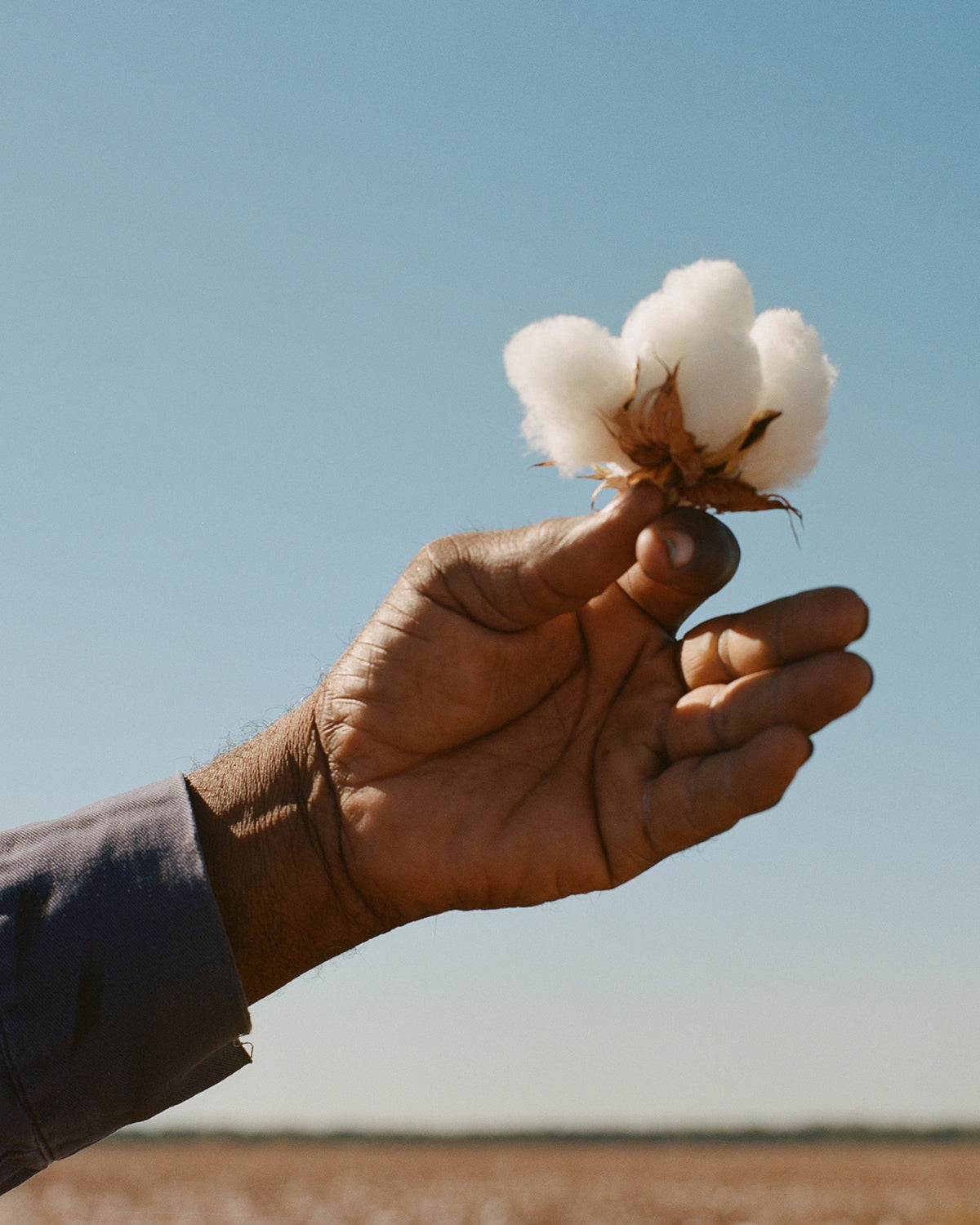 Regenerative Cotton 