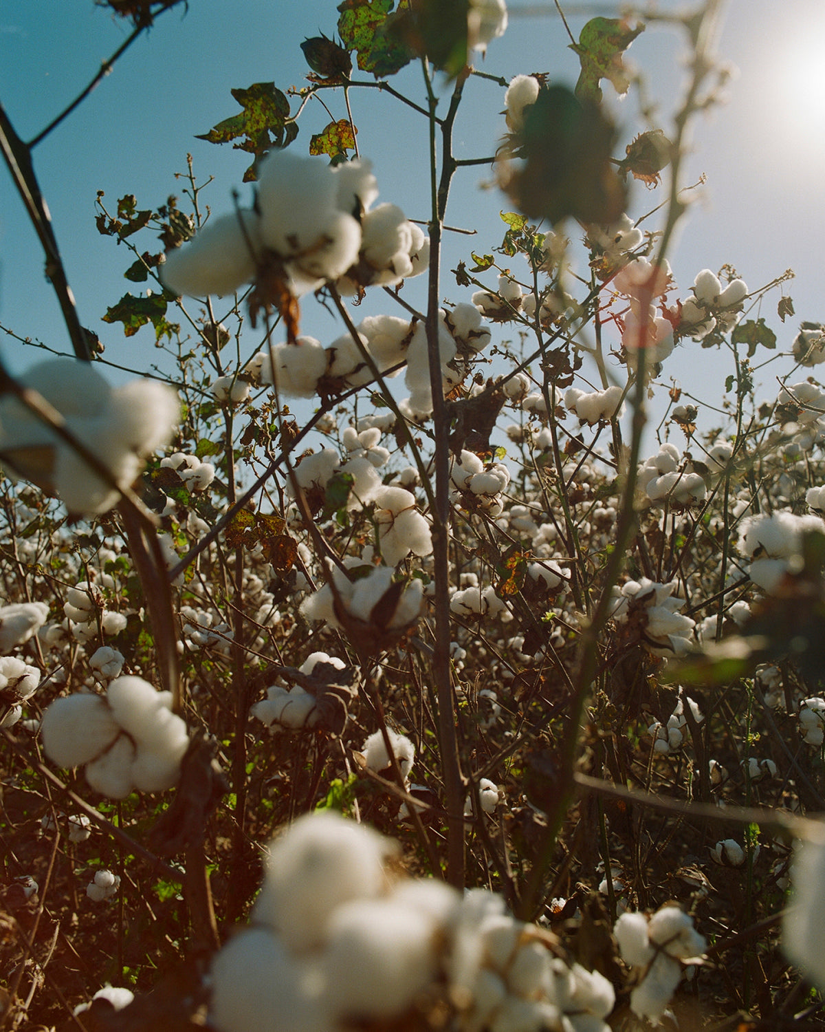 Regenerative Cotton 