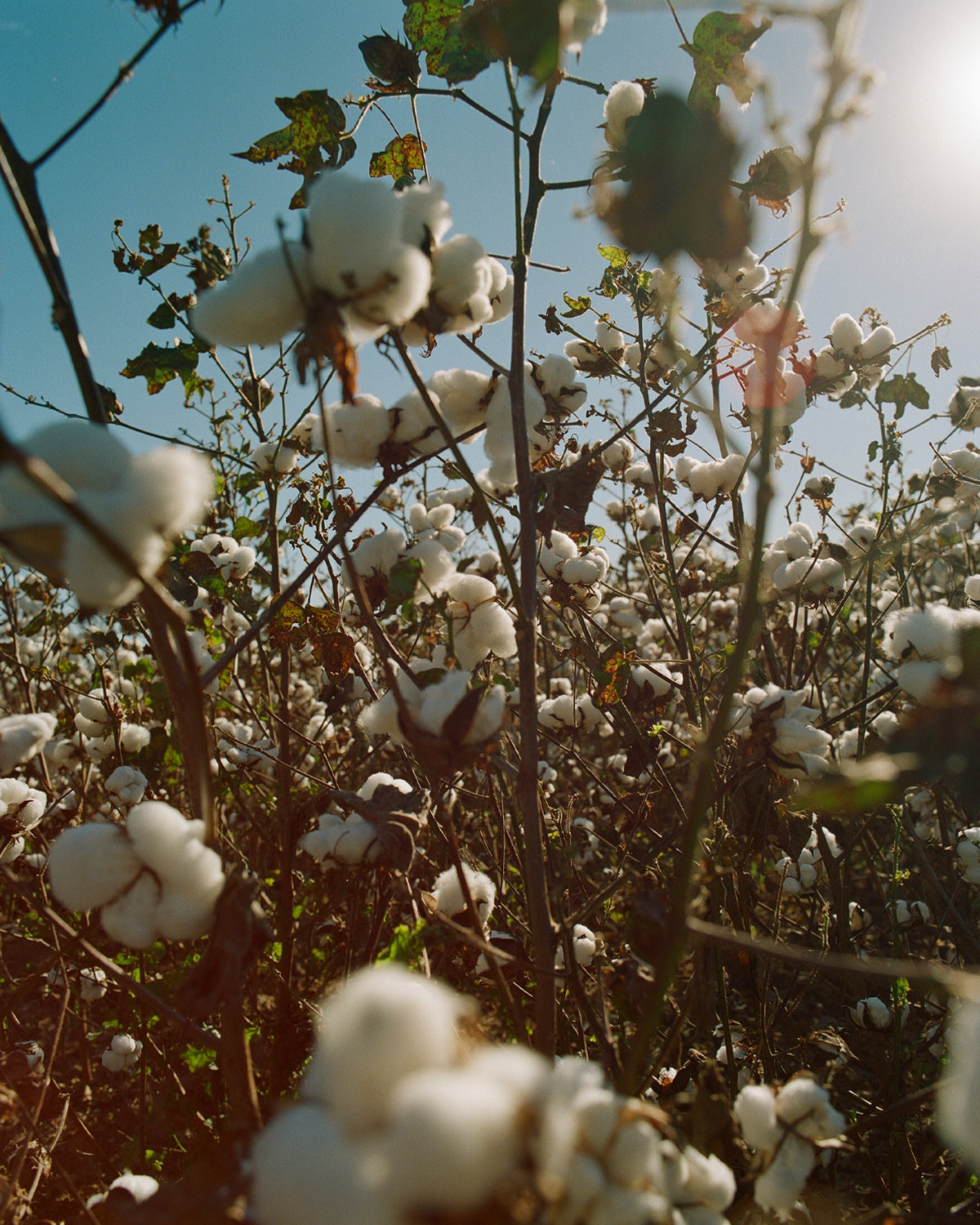 agolde regenerative cotton program